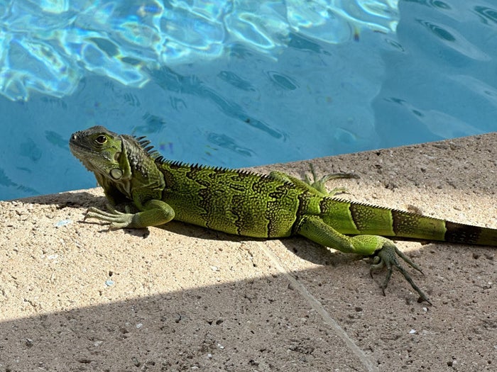 JW Marriott St. Maarten iguana JW Marriott St Maarten iguana pool