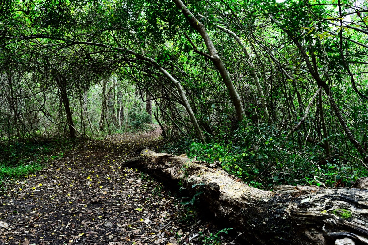 Maritime Forest, Myrtle Beach State Park, Myrtle Beach, South Carolina.