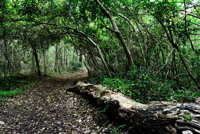 Maritime Forest, Myrtle Beach State Park, Myrtle Beach, South Carolina. Maritime Forest, Myrtle Beach State Park, Myrtle Beach, South Carolina.