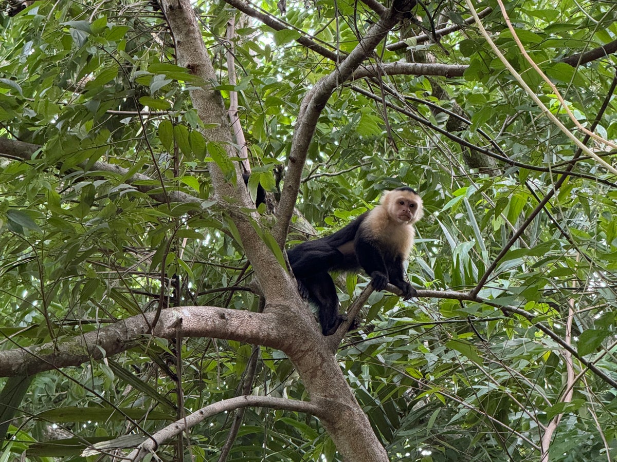 Monkeys Costa Rica Los Suenos Marriott