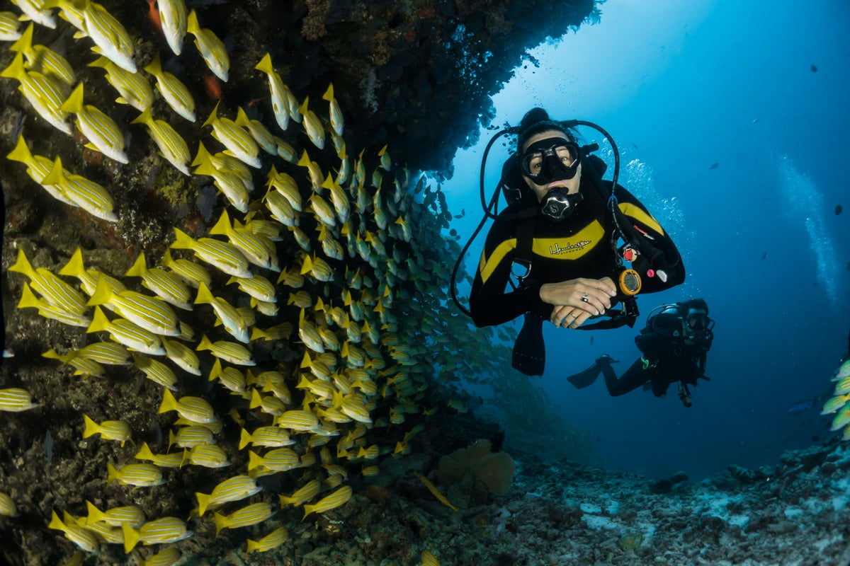 The 7 Best Scuba Diving Travel Insurance for Underwater Adventurers [2024]