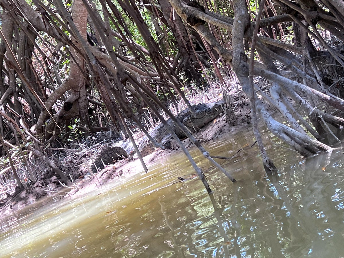 crocodile kayaking in the Celestun Biosphere