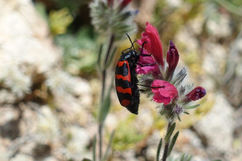 A bug feasts on a flower in central Mexico.