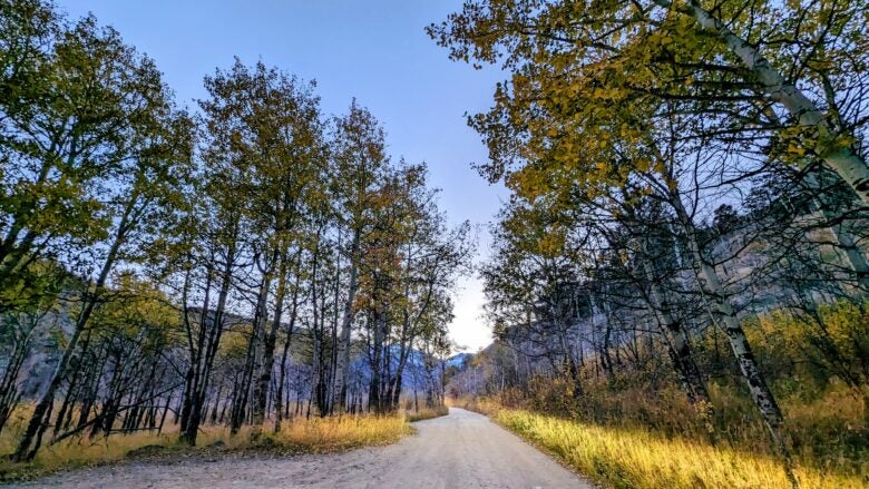 Aspens at Rocky Mountain National Park