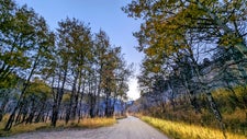 Aspens at Rocky Mountain National Park