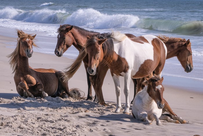 Assateague Horses early in the morning standing or resting along the beach. The horses spend the night here to get away from mosquitos and flies that swarm further inland. Assateague Horses early in the morning standing or resting along the beach. The horses spend the night here to get away from mosquitos and flies that swarm further inland.