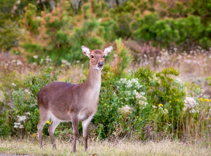 A female Sika Deer (Cervus nippon) at Assateague Island National Seashore, Maryland A female Sika Deer (Cervus nippon) at Assateague Island National Seashore, Maryland