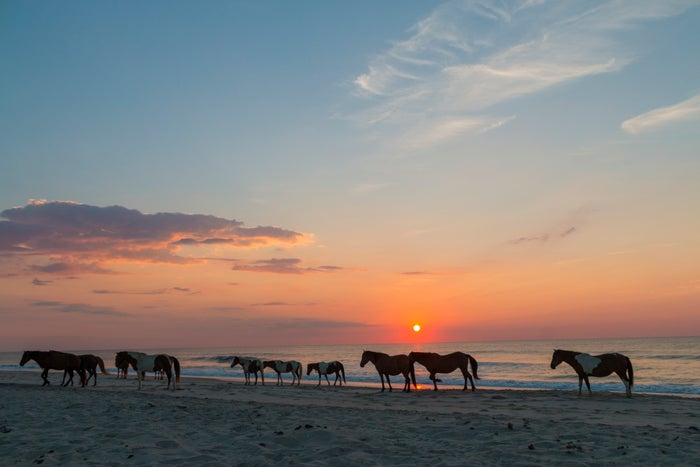 feral horses on Assateague beach in a early morning summer sunrise. feral horses on Assateague beach in a early morning summer sunrise.