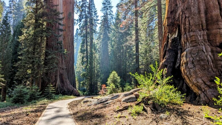 Big Trees Trail at Sequoia National Park