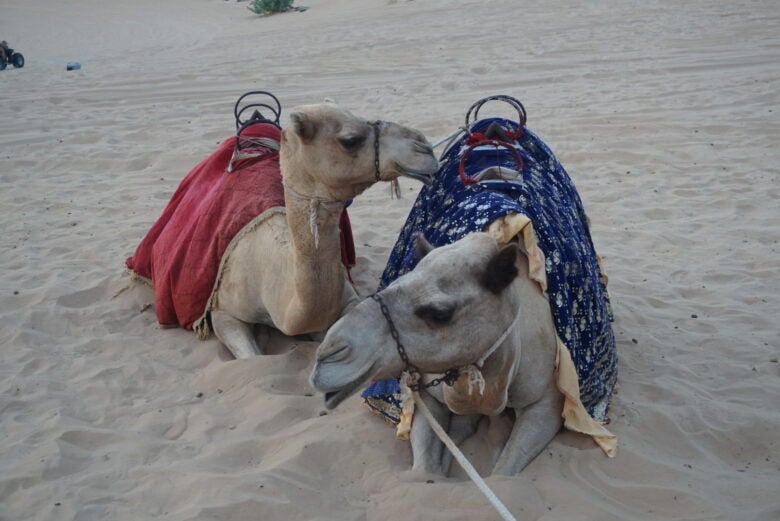 Camels Sand Dunes Dubai