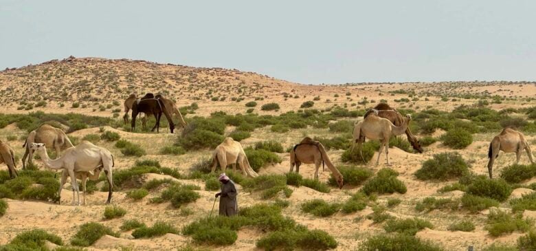 Camels and their shepherd in Saudi Arabia.