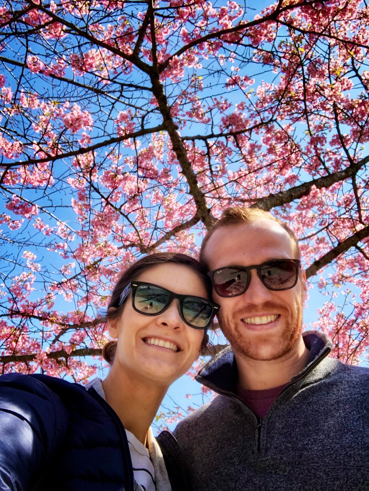 Cherry Blossoms in Japan