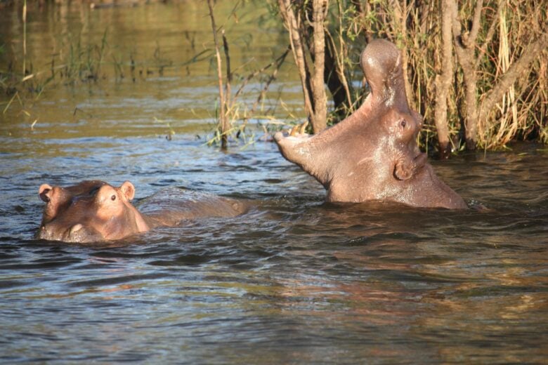 Hippos as seen on a river safari at Chobe National Park in Botswana.