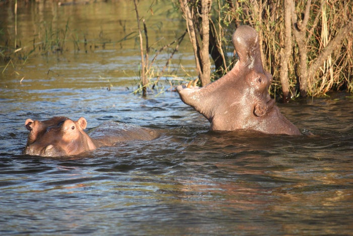 Botswana Hippos as seen on a river safari at Chobe National Park in Botswana.