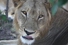 A lion as seen on safari at Chobe National Park in Botswana.