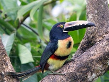 Costa Rica Collared Aracari