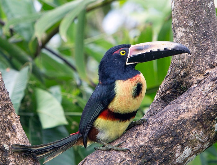 Costa Rica Costa Rica Collared Aracari