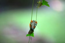 Costa Rica Red Eyed Tree Frog Michael Y Park