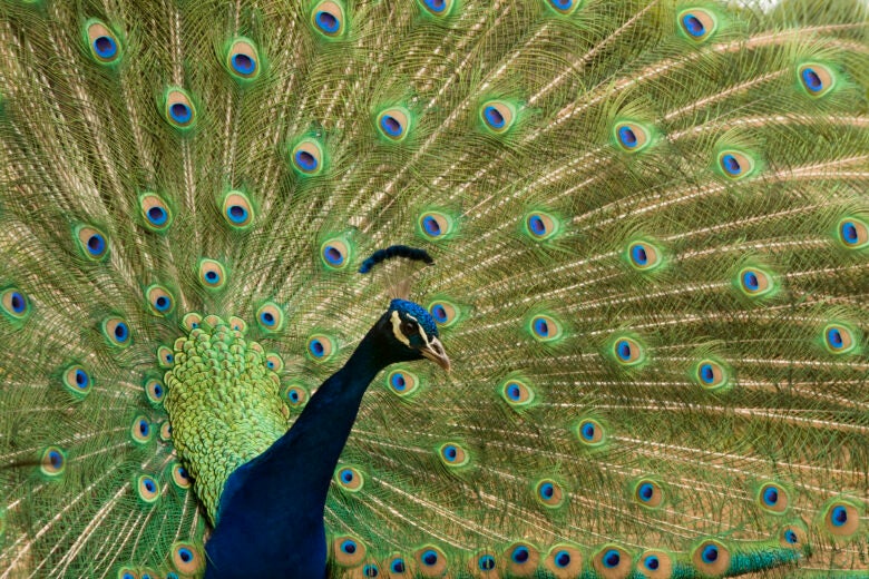 Dordogne peacock