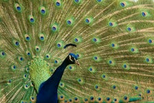 Dordogne peacock