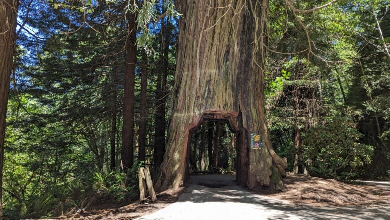 Drive thru tree near Redwood National and State Parks