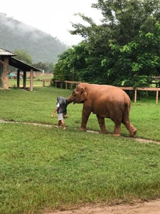 Elephant Nature Park