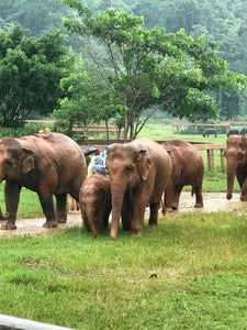 Elephant Nature Park