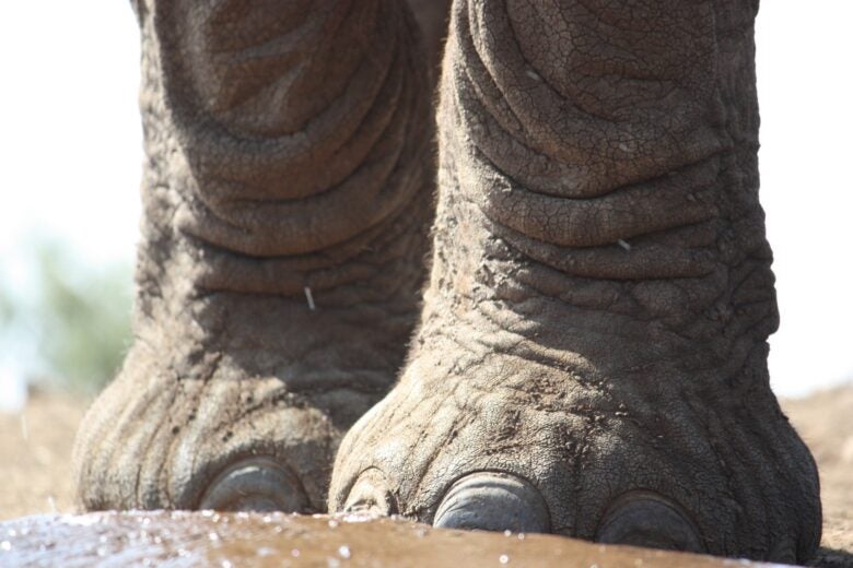 Up close with the elephants at Madikwe Game Reserve in South Africa.