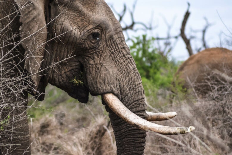 Elephant seen on Safari, Kruger National Park, South Africa