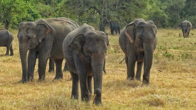 Elephants at Kaudulla National Park, Sri Lanka.