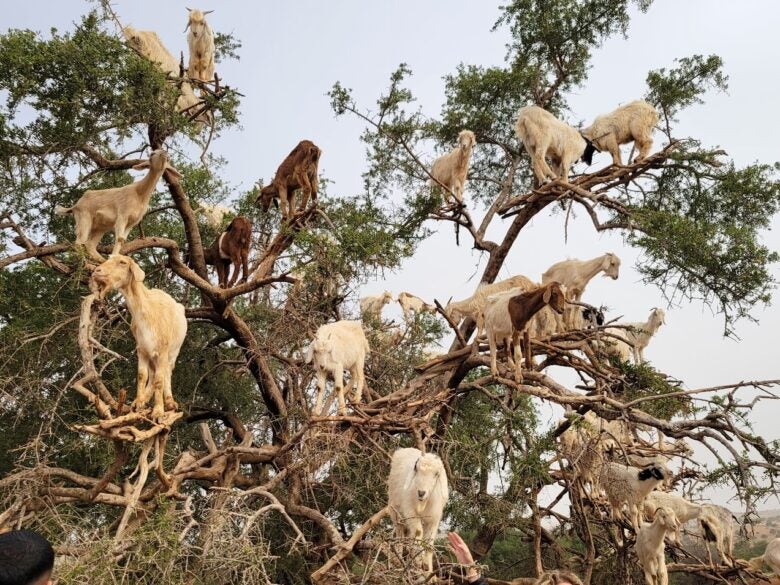 Goats in a tree in Morocco