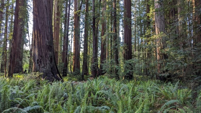 Hiking Endor at Redwood National and State Parks