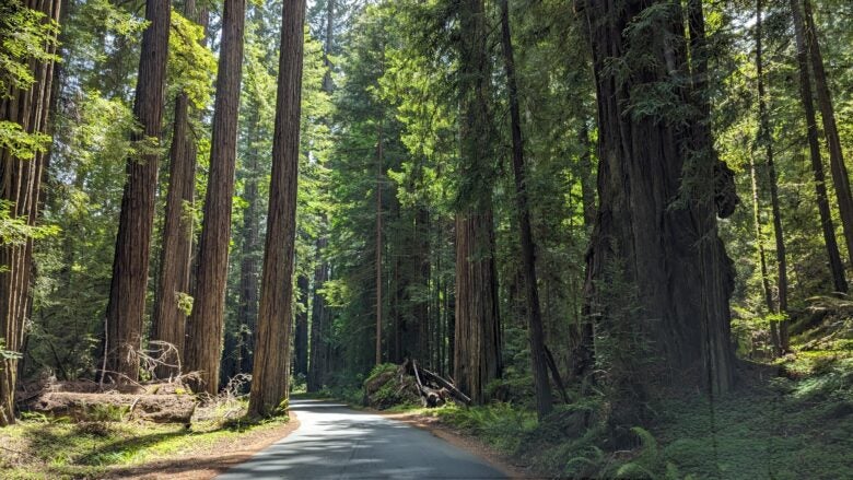 Hiking Redwoods National and State Parks