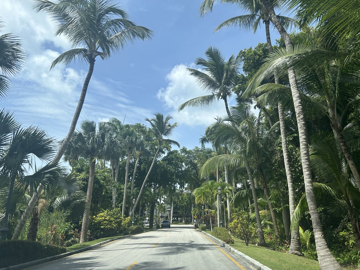 Iberostar Selection Bavaro Suites Palm trees