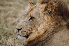 Lion spotted on Safari in Swaziland