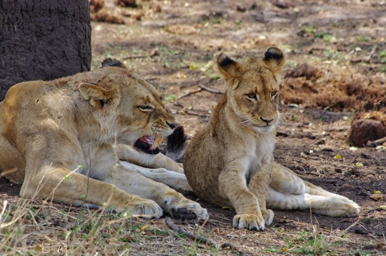 Lions at Kruger National Park in South Africa.