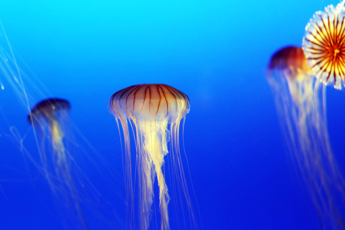 NY Aquarium jellyfish 