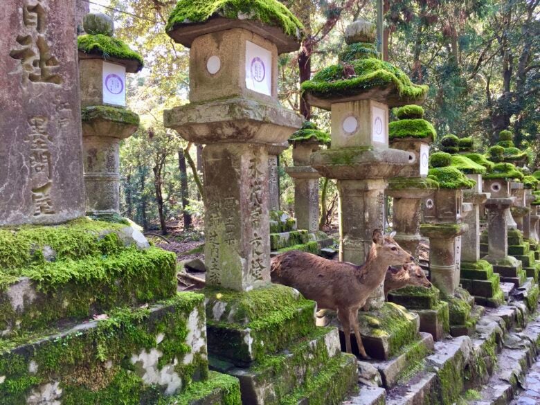 Deer friends in Nara, Japan