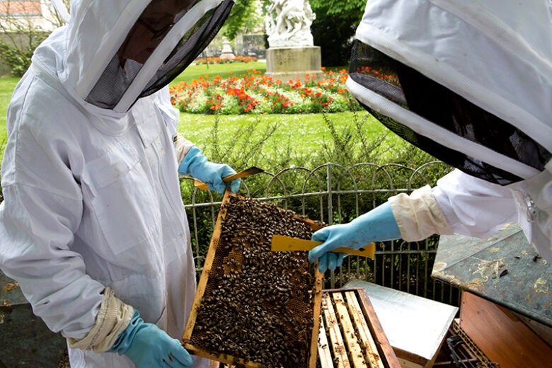 Paris Luxembourg Gardens Apiary Beekeepers