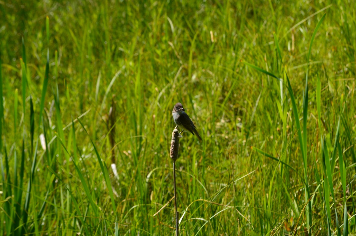 Promised Land State Park Wildlife