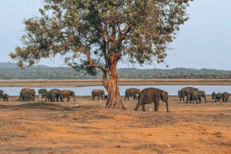 The Elephant Gathering in Minneriya National Park, Sri Lanka
