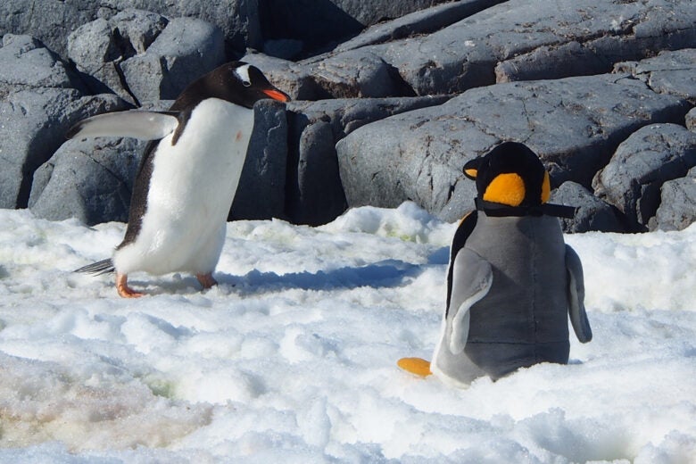 Undercover Penguin Teddy Cam in Antarctica
