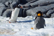 Undercover Penguin Teddy Cam in Antarctica