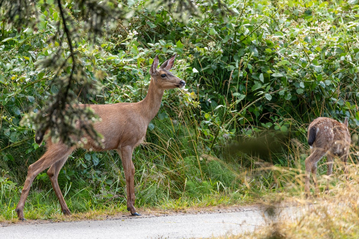 Momma deer spotted in Ecola State Park in Oregon Coast, early in the morning, walking with her baby