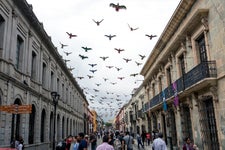 Oaxaca maize birds art project