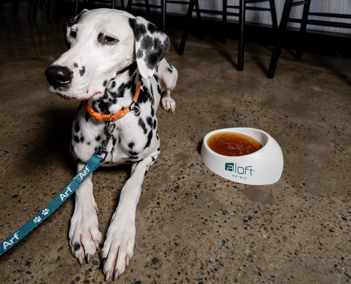 Aloft wxyz bar dog