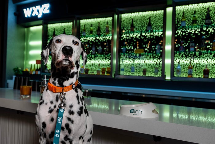 [Expired] Celebrate International Dog Day at Aloft Hotels With a Free Dog-Friendly Brew