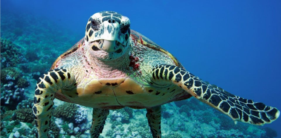 Dallas World Aquarium turtle