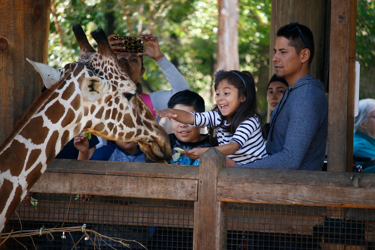 Dallas Zoo giraffe feeding