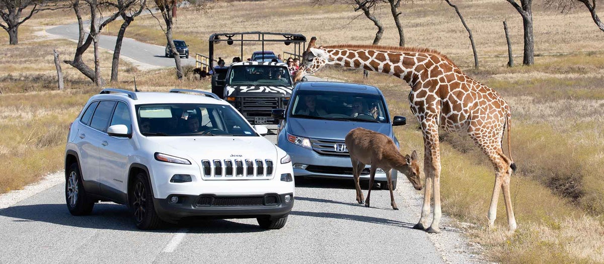 Fossil Rim Wildlife Center safari